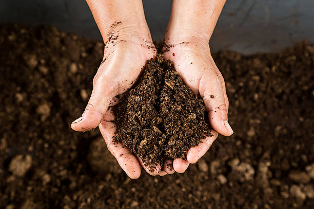 Beginner's Guide to Composting