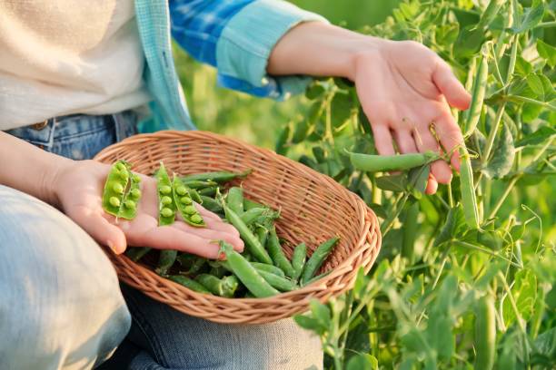 Woman with freshly picked green pea pods peeling and eating peas in vegetable garden. Eco-friendly garden
