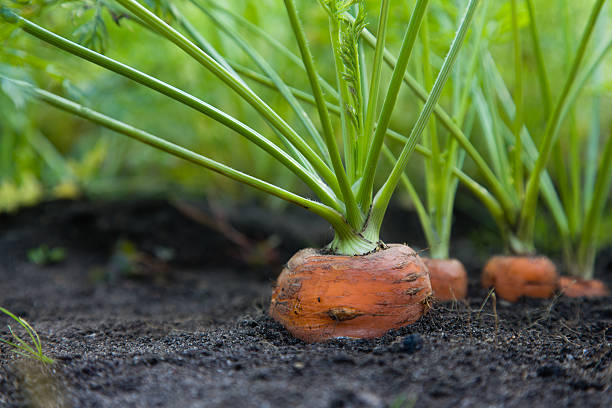 Natural carrots grown in an eco-friendly garden