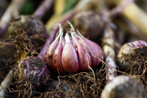 freshly harvested garlic bulbs from eco-friendly garden.