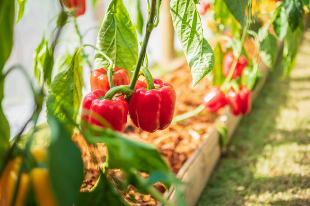 Red bell pepper plant growing in eco-friendly garden