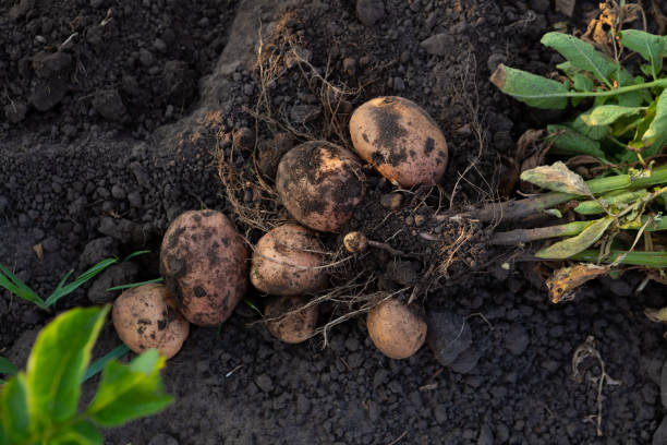 Young potatoes roots in eco-friendly garden harvesting top view