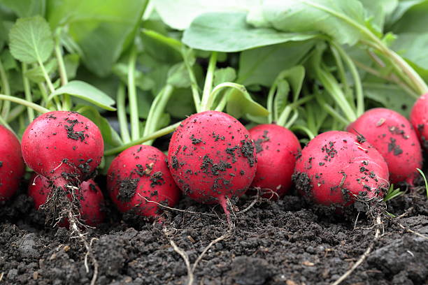 Red fresh radish on the ground in an eco-friendly garden