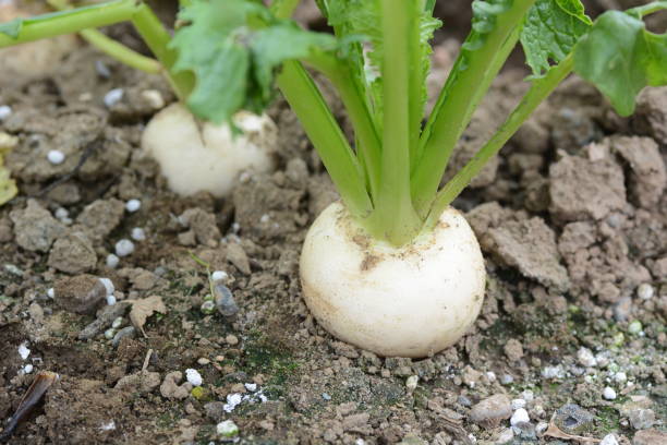 Kitchen garden / Turnip cultivation from eco-friendly garden
