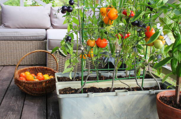 Vegetable garden on a terrace. Red, orange, yellow, black tomatoes growing in container.