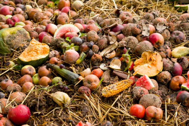 The Environmental Impact of Food Waste. Heap of food waste.