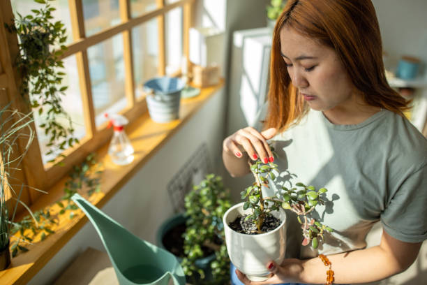 Young woman taking care of her plants at home. Sustainable gardening.