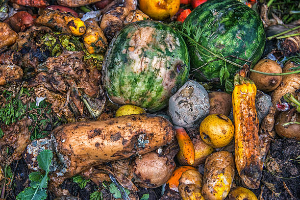 Compost heap in a garden, with rotting fruits and vegetables.