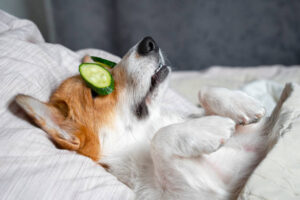 Zero-waste dog care. Cute red and white corgi lays on the bed with eye maks from real cucumber chips.