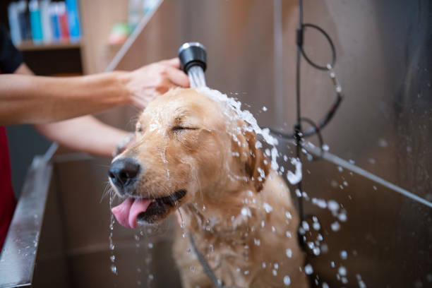 Cute Golden Retriever dog is taking a shower in a grooming studio. Zero-waste dog care.