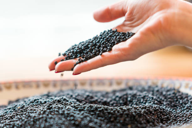 Close up of a lady's hand holding black lentils. 