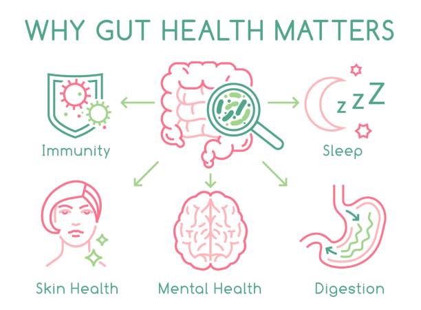 Why gut health matters. Landscape poster. Medical infographic. Digestion is important. Stomach function. Editable vector illustration in modern outline style. Healthcare and scientific concept